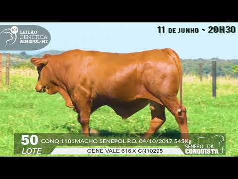 LOTE 50   CONQ 1181