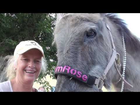 PrimRose Donkey Sanctuary