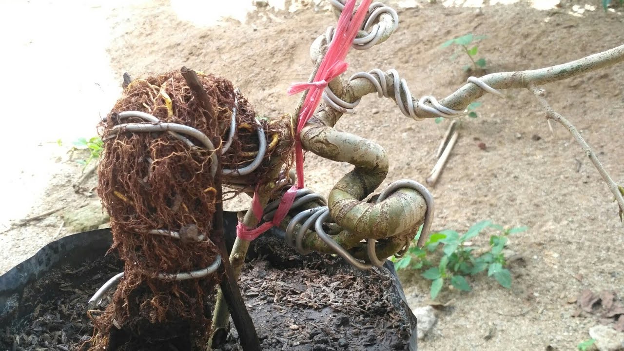 Ekspose Akar  Bonsai  Dari  Bahan Hasil Budidaya Cangkok 