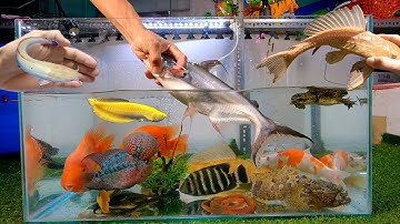 Tổng hợp các video cá cảnh đẹp, cá mập đen, cá chép vàng, cá ba đuôi, cá rồng, rắn, ếch