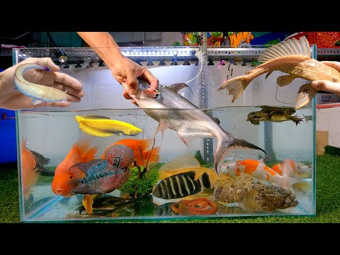 Video Tổng hợp các video cá cảnh đẹp, cá mập đen, cá chép... - youtube