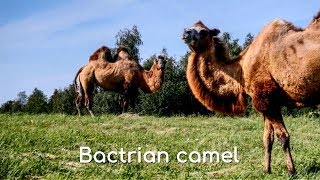 Bactrian Camel Camelus Bactri