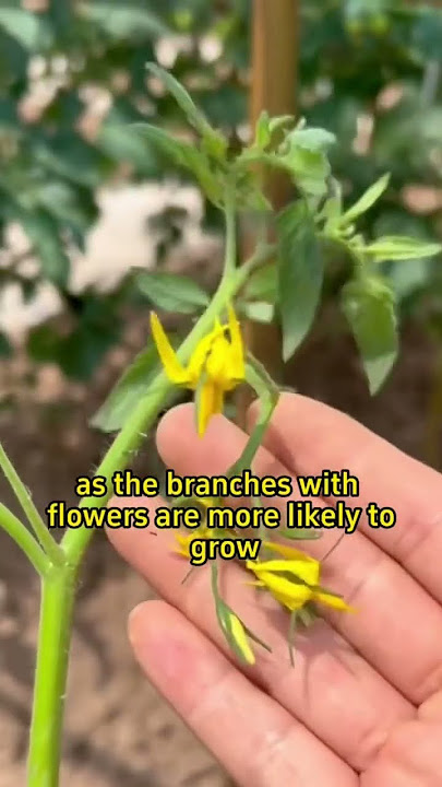 High yield tomato tips #gardenning #viralvideo #tomato #Viral #fypviral