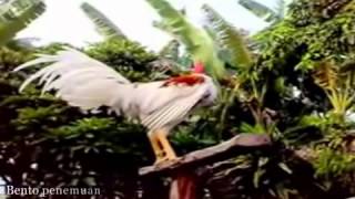 ayam ketawa kuntilanak juara dunia 2015