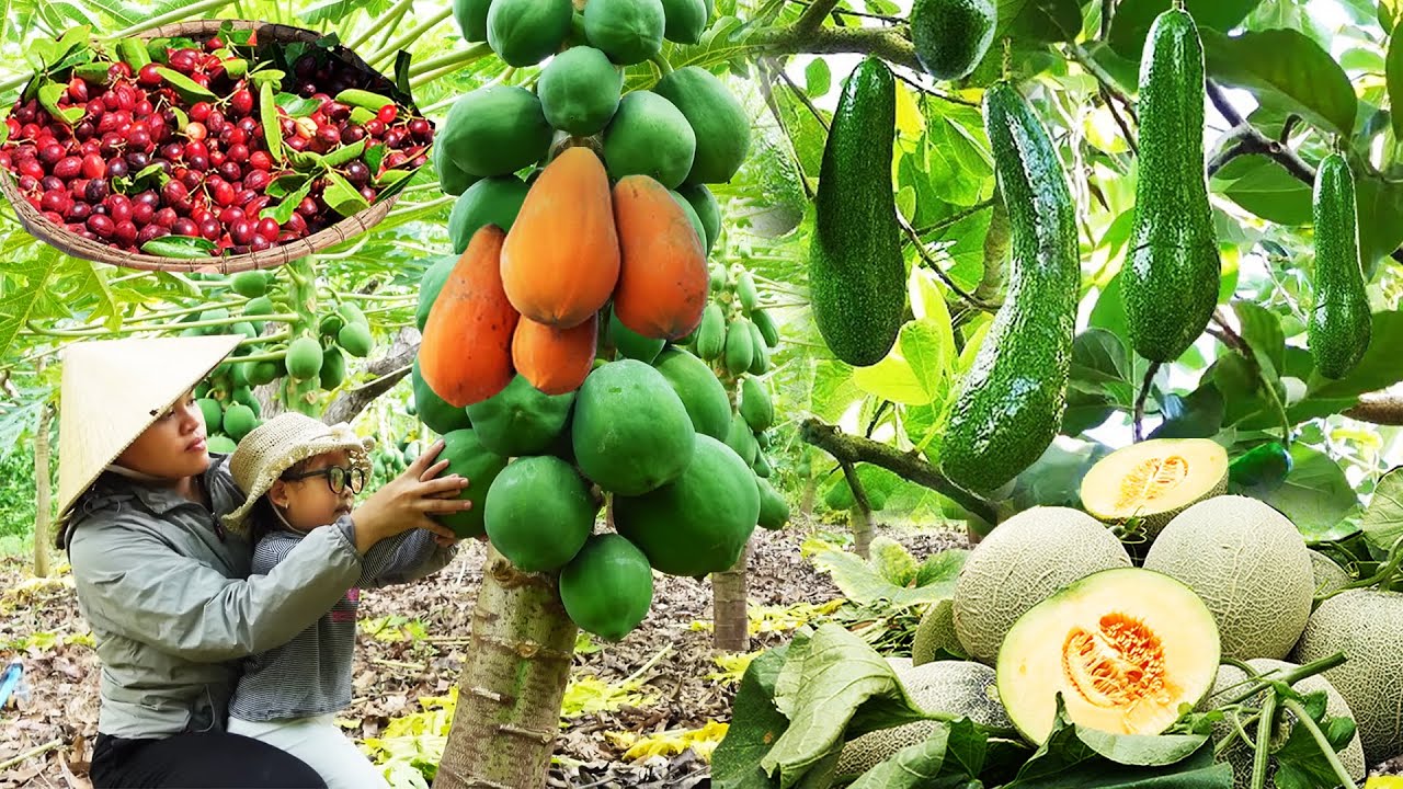 FULL VIDEO 155 DAYS GARDENING Harvesting EGGPLANT, PAPAYA, AVOCADO