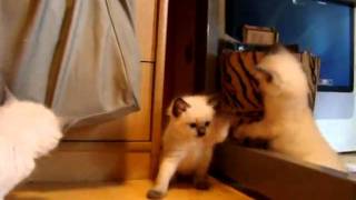 Małe ragdolle / Ragdoll kittens | Hodowla Ami VanDolls by Marta Jakubowska 547 views 13 years ago 1 minute, 33 seconds