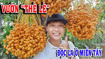 Ngất ngây vườn "Chà Là" độc nhất vô nhị ở Sa Đéc thu hút hàng triệu du khách về checkin sống ảo