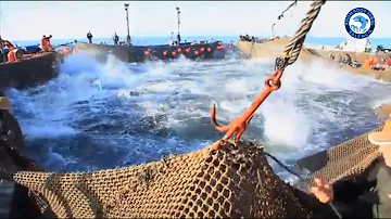 Come si chiamano gli scarti del tonno?