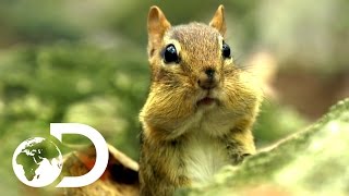 Cutest Animals | North America