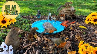 Tv For Dogs & Cats Bird Bath Fountain 10 Hours Of Squirrels & Birds Background Ambience