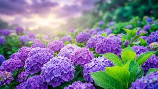 (No Ads) A Garden Where Time Slows Down 🌿 Soft Piano Music & Beautiful Flowers for Relaxation screenshot 1