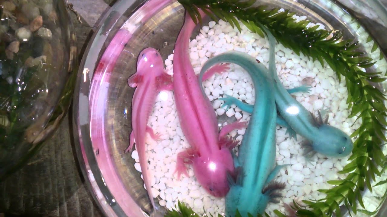 colourful salamander娃娃鱼 youtube