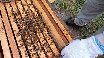 NWNJBA Video Short - Using a queen cell to do a split.