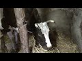 Как кормим корову в запуске