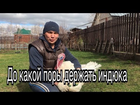 Видео: Сколько лет живут индюки?