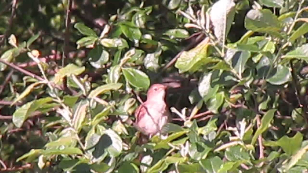 Nightingale - Larkhill Openspace, Yeovil, June 2015 