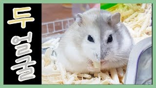 Twofaced hamster (Glasses teacher and White Face)
