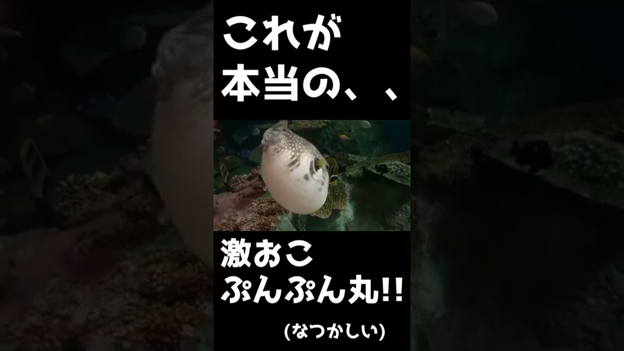 激おこぷんぷん丸@しながわ水族館 - YouTube
