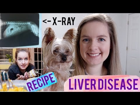 Video: How To Treat Liver Disease In A Dog