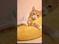 Yellow Cat Sleeping Inside a Banana Bed 🍌🐱 #CuteCat #YellowCat #CatNap #FunnyCats #cats #cuteanimals