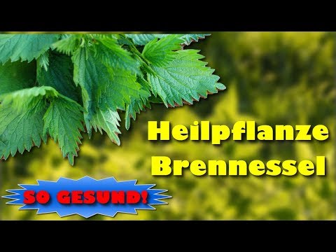 Video: Minzsalat Mit Brennnesseln