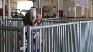 Ingham County Fair: New grandstand in the works after original torn down in 2016