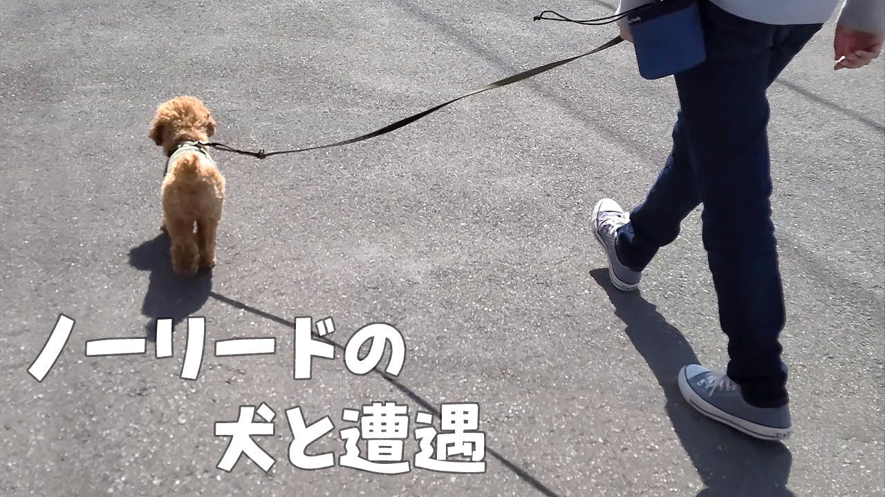 散歩中にノーリードの犬と遭遇しました トイプードル Youtube 散歩中にノーリードの犬と遭遇しました トイプードル Youtube
