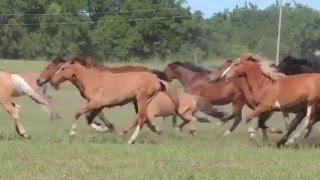 250 caballos en libertad - Uruguay