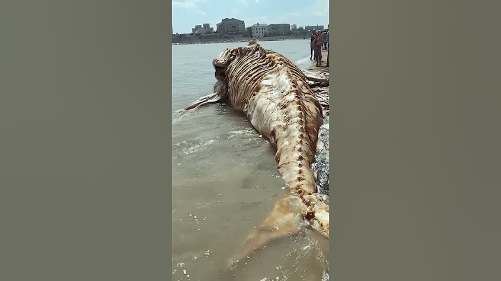 Туша на берегу внезапно ожила: что это было? #fishing