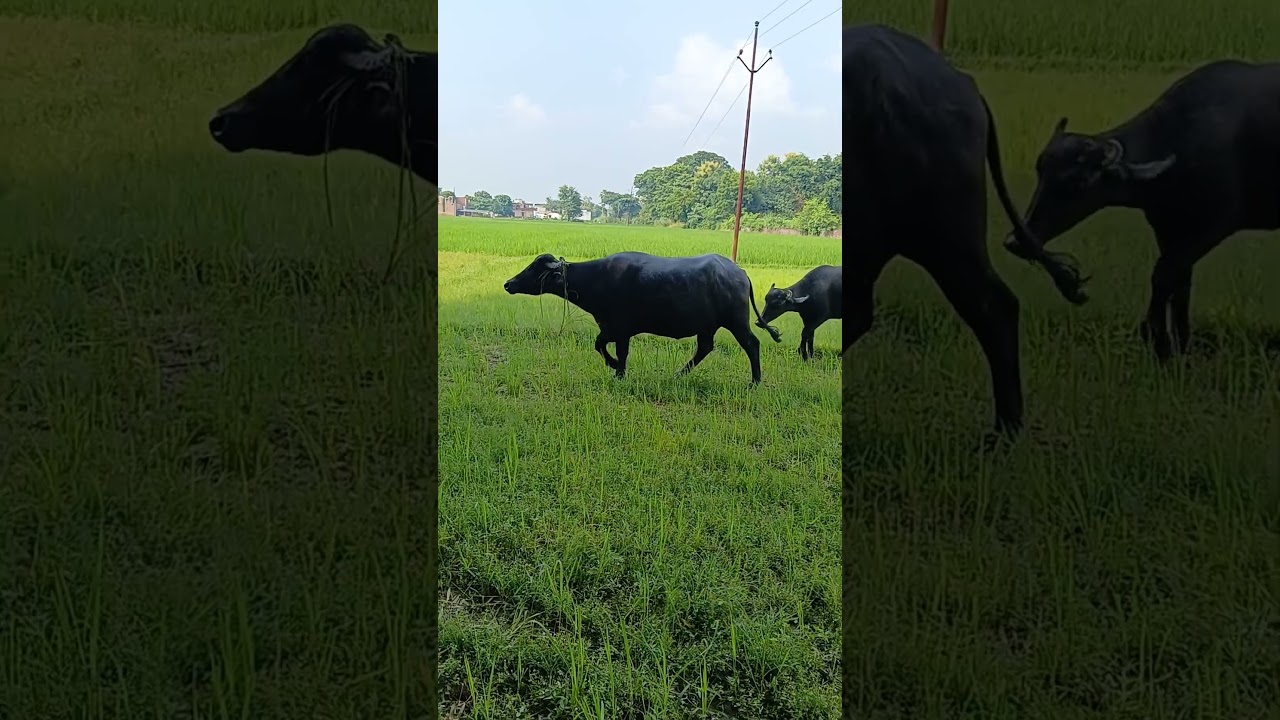 new videianimal short trending Bull buffalo caw newanimal