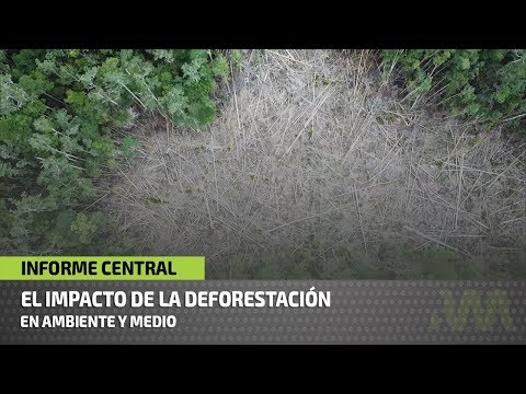 Video: ¿Cuál es el impacto de la deforestación en la sociedad?