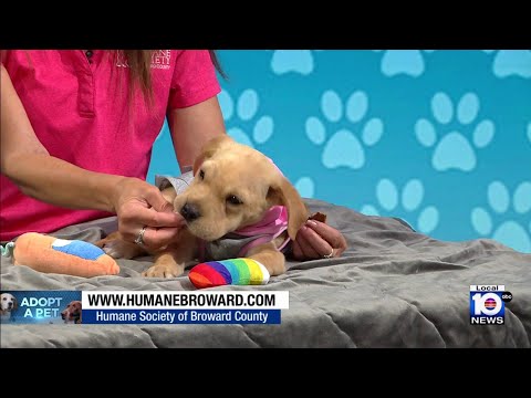 Humane Society of Broward hopes to find ‘furever’ home for furry friends during holiday weekend