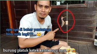 membuat mainan burung platuk ketek ketek, apakah bisa naik sendiri⁉..