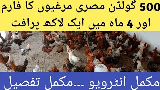 Golden misri poultry farming in pakistan|How to start desi poultry farming|Village business point