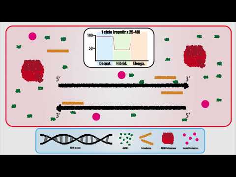 Video: ¿Cuál es el papel de la PCR en la tipificación del ADN?