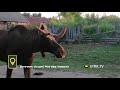 "Какой хороший!": к жителям деревни в Башкирии наведался общительный лось - видео