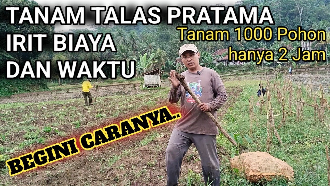 CARA SEDERHANA TANAM TALAS PRATAMA, HEMAT BIAYA DAN WAKTU