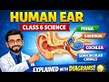 Human Ear Class 6|Super Easy Lecture|Pinna,Eardrum,Cochlea Explained|Science Lecture(Diagram+Tricks)