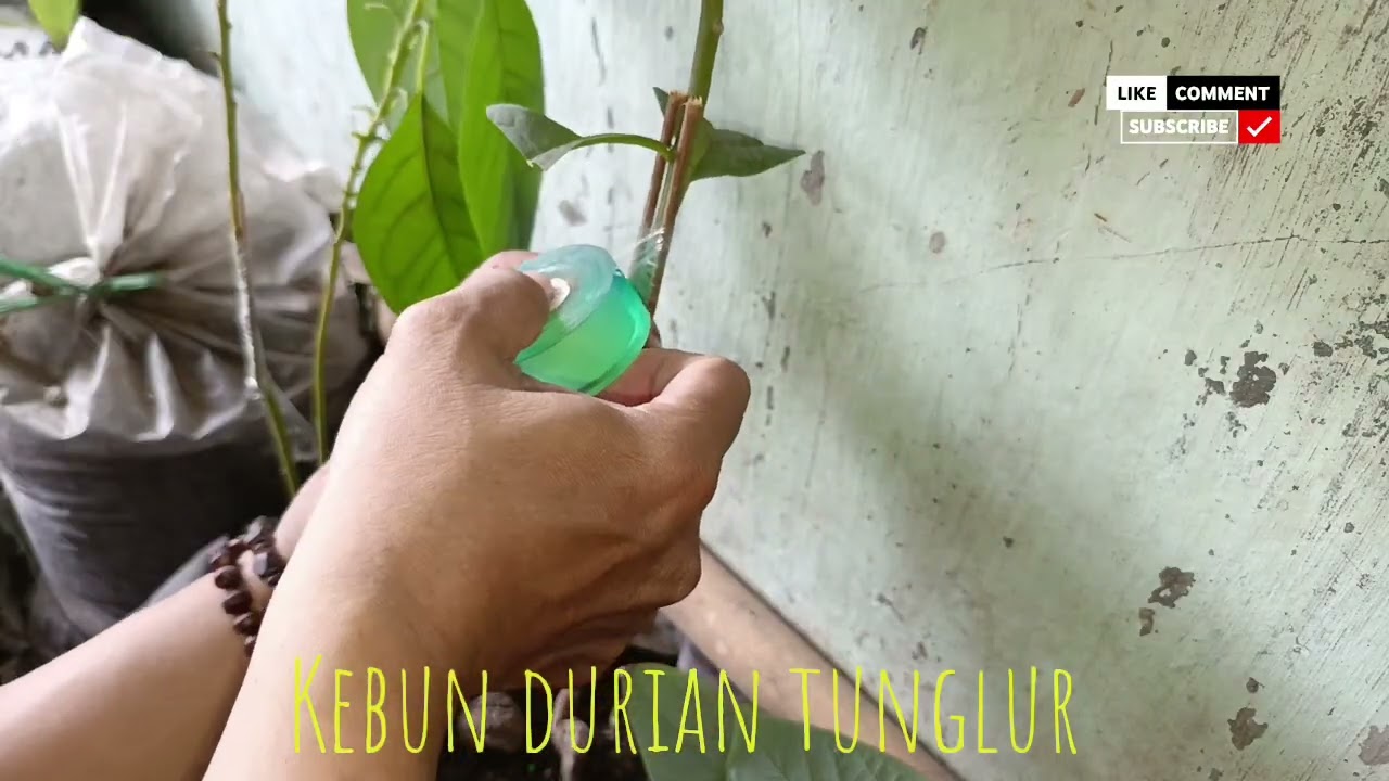 PATAH LAGI BATANG ALPUKAT NYA ‼️ KEBUN DURIAN TUNGLUR 