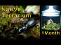 Forest Terrarium with HUGE Beetle │ Closed Native Terrarium - 1 Month Update