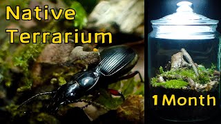 Forest Terrarium with HUGE Beetle │ Closed Native Terrarium  1 Month Update