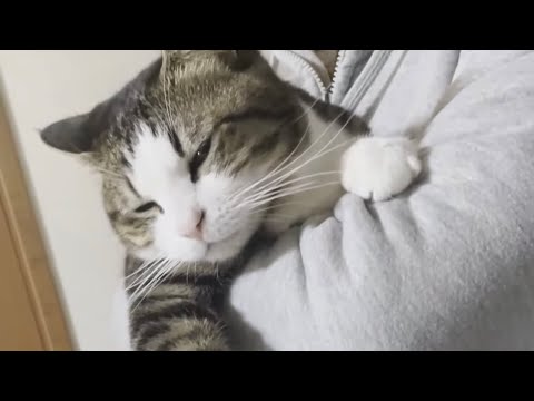 お父さんの抱っこで大満足そうにヨダレを垂れる猫