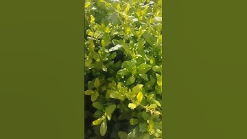تلاوة عطرة الآيات الأولى من سورة يس للقارىء عبد الرحمن السديس ألا_بذكر_الله_تطمئن_القلوب