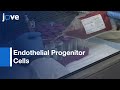 Endothelial Progenitor Cells Isolation from Umbilical Cord Blood | Protocol Preview