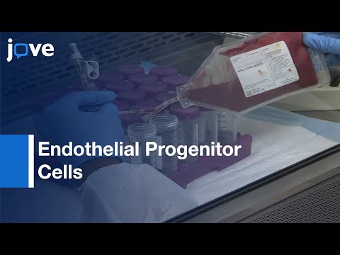 Video: De unde provin celulele progenitoare endoteliale?