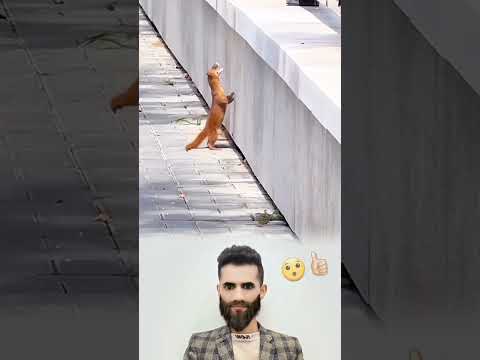 ليست القوة في ألا تسقط بل في أن تعرف على من تستند لايك اكسبلور ترند Shorts