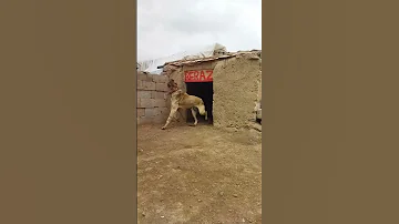 كلب كنجال تركي Kangal Dok 