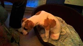 Bulldog am�ricain