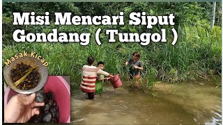 Cara untuk Mencari Siput Gondang / Sedap untuk dimakan