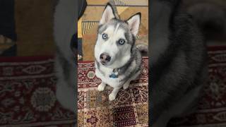 My husky is so polite today! #husky #huskylovers #cutedogs #dogshorts #dogsofyoutube #dogs